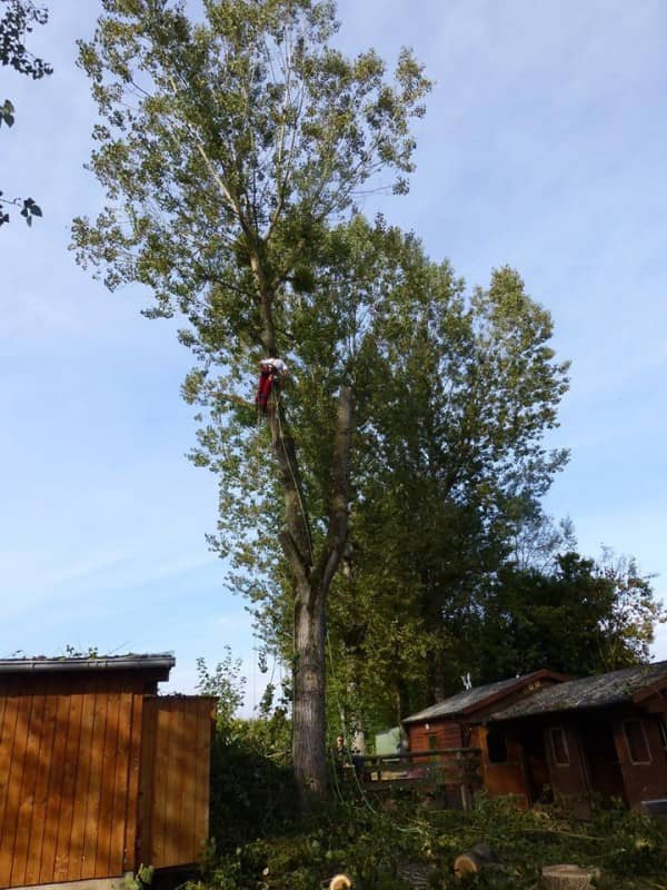 élagage d'arbre élagage d'arbre